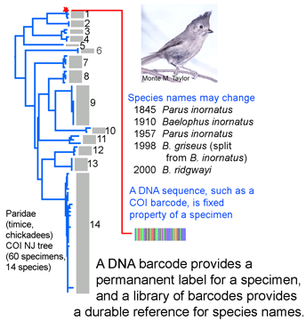 invertebrate phylogenetic tree. than 20000 invertebrate