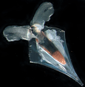 Clio pyramidata, one of the species sequenced at sea by CMarZ scientists