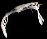 Stomatopod larva, https://www.dnr.sc.gov/marine/sertc/gallery.htm