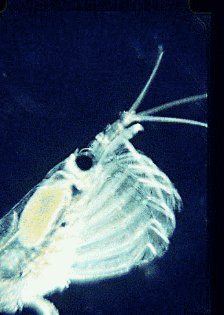 Antarctic krill filtering for prey, Rutgers University