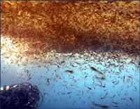 Krill swarm under Antarctic ice, Boston University