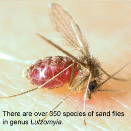 Lutzomyia_longipalpis-sandfly