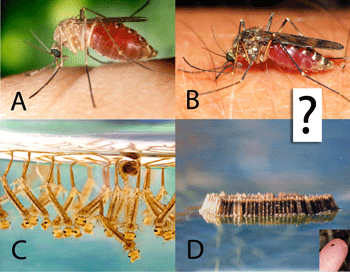 a) Culex pipiens, b) Culicens incidens, c) C. pipiens larvae, d) C. pipiens eggs